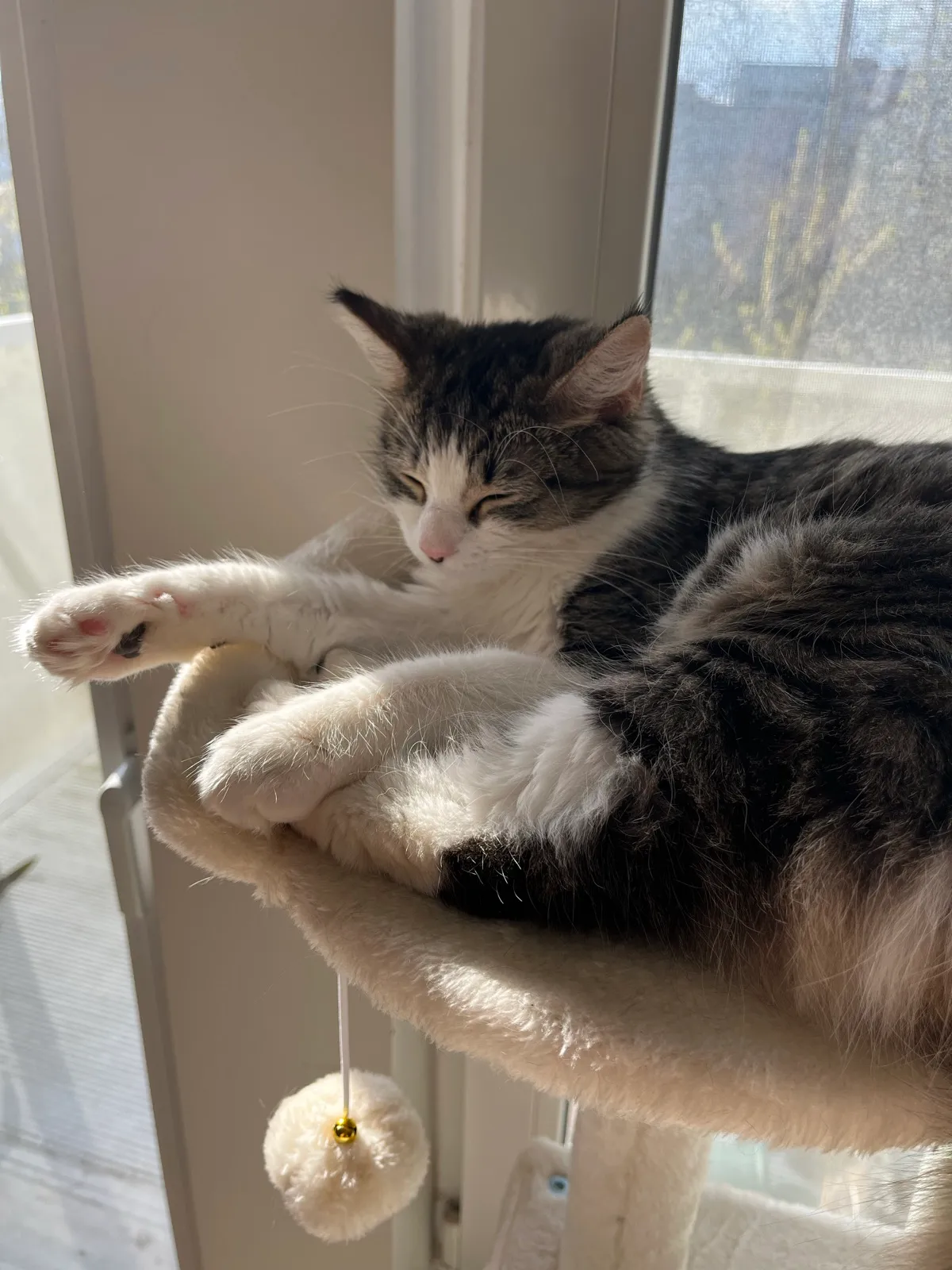 my cat sunbathing